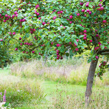 Bluebell Cottage Gardens Apple Tree