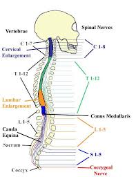 Spine Nerve Diagram Schematics Online