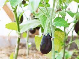 Managing Eggplants With Verticillium Wilt