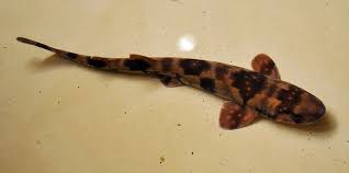 A wide variety of sharks size options are available to you, such as technics, material, and use. Cloudy Catshark Wikipedia