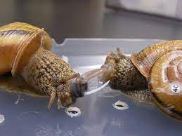 what happens when snails their mates