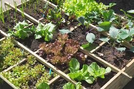 Tips For Starting A Food Garden