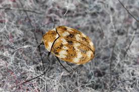 identifying carpet beetle damage
