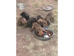 4 male akc plott hounds available for