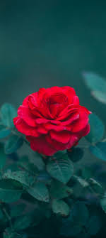 nature red rose wallpaper s17 chill