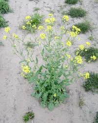 Annual plant with yellow flowers identification. Wild Mustard Sinapis Arvensis Plant Pest Diagnostics