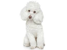 perros french poodle ideales para