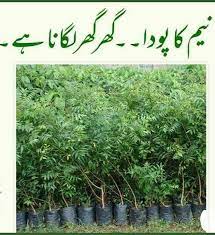 Shajar naama - #نیم درخت کا تعارف اور اس کے فوائد ۔۔ 🌳🌿... | Facebook