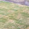 Every step in the process of laying sod is important to keep your lawn healthy and happy. 1