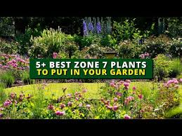 Zone 7 Plants To Put In Your Garden