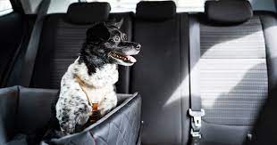 5 Best Dog Car Booster Seats In The Uk