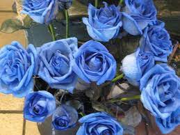 Find over 100+ of the best free blue flower images. Light Blue Roses Real Real Blue Rose Plants Real Blue Roses Blue Roses For Sale Flowers