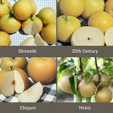 Asian Pears 3 On 1 Multiple Grafted Fruit Tree Semi Dwarf Groworganic Com