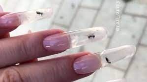 live ants in transpa acrylic nails