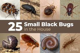 25 small black bugs in the house
