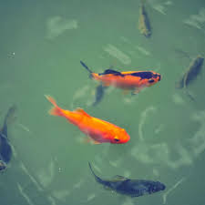 They can also grow up to two to three feet in length. Feeding Suggestions For Baby Koi Newborn To Three Months Pethelpful