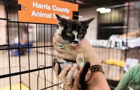 Cats marked with stars are special! Pet Super Adoption In Houston Texas Best Friends Animal Society