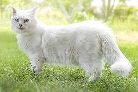 Cute White Cat Walking On The Grass In