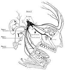 Trigeminal Nerve Wikipedia