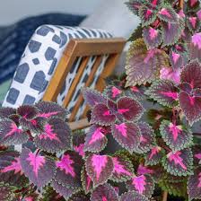 11 plantas en tonos rosa que necesitas