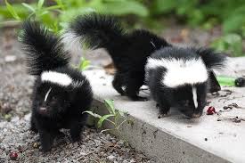 how to get rid of skunks