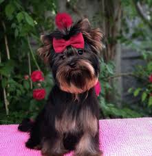 If you are unable to find your yorkshire terrier puppy in our puppy for sale or dog for sale sections, please consider looking thru thousands of yorkshire terrier dogs for adoption. Mirage Yorkies Mirage Yorkies Yorkie Puppies For Sale In Arizona