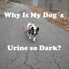 why is my dog s urine so dark pethelpful