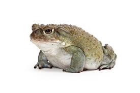 colorado river toad reptiles