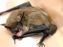 Resultado de imagem para raiva em morcegos