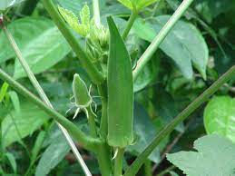 Lady finger plant (okra) goes by the botanical name abelmoschus esculentus and belongs to the mallow family. Okra Wikipedia