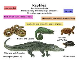 Classification Of Living Things Chart Class Reptiles
