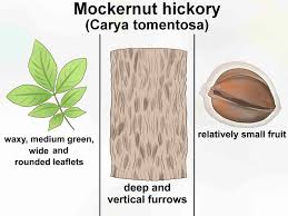 How To Identify Hickory Trees 13 Steps With Pictures