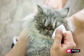 how to clean a cat s eyes in a few