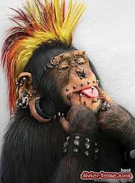 funny monkeys hd wallpapers pxfuel