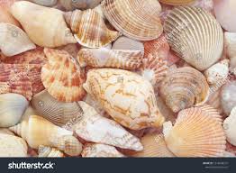 Seashells Background Sea Shells Collection Stock Photo Edit