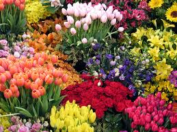 Flower Garden Pictures Pictures Of