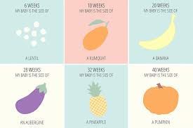 Experienced Pregnancy Baby Size Chart Fruit Baby Size