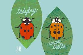 it s an invasive asian lady beetle