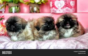 See more ideas about pekingese, pekingese dogs, pekingese puppies. Cute Pekingese Puppies Image Photo Free Trial Bigstock