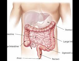 function of the large intestine
