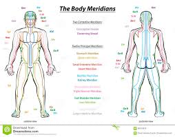 44 Right Human Body Chart Download
