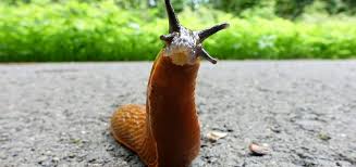 10 ways to get rid of slugs naturally