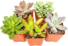 assorted potted succulents plants live
