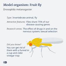 Pretty fly (reprise) — the offspring. Model Organisms Are More Than Just Monkeys And Mice Science In Depth Reporting On Science And Technology Dw 05 02 2021