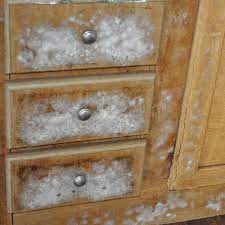 Is Mold On Wood Furniture Dangerous