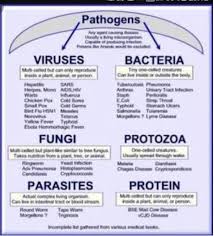 A Chart About Infectious Bacteria And The Disease Caused Bye