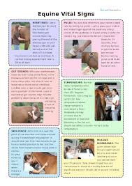 Your Horses Vital Signs Will Give You And Your Vet A Wealth