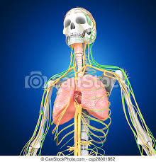 For medical students showing head, neck, ribs, lungs, stomach, blood vessels in leg including veins and arteries, gray background. Lungs With Heart Nutrition Biceps Muscular Skeletal Eye Musculo System Circulatory Anatomy Nervous Skeleton Five Pancreas Canstock