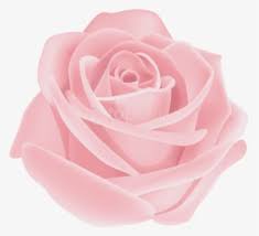 Browse 43,675 close up pink rose flower stock photos and images available, or start a new search to explore more stock photos and images. Pink Rose Flower Png Images Transparent Pink Rose Flower Image Download Pngitem