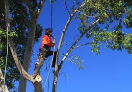 At the least, before you google 'tree service near. Affordable Tree Services Melbourne Get A Free Quote Same Day Tree Works